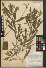 Foto von Salix purpurea L.